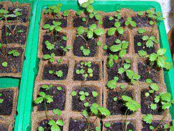 how to grow remontant strawberries on the balcony