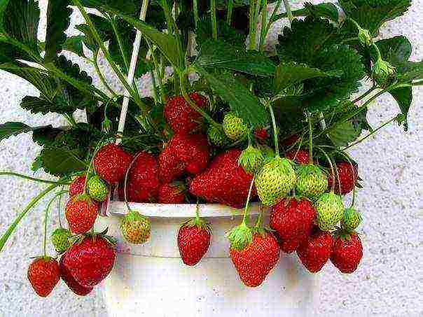 how to grow remontant strawberries on the balcony