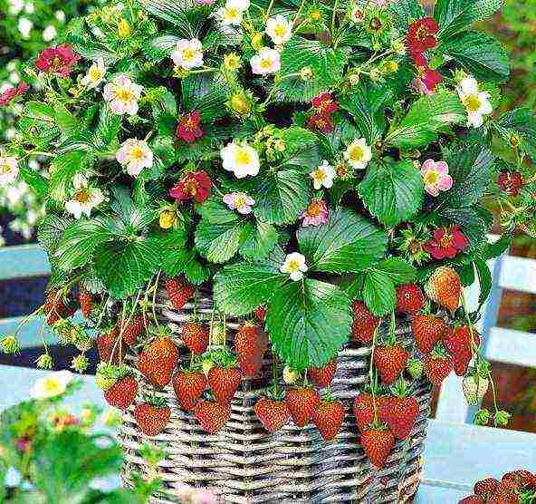 how to grow remontant strawberries on the balcony