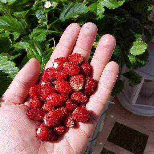 how to grow remontant strawberries on the balcony