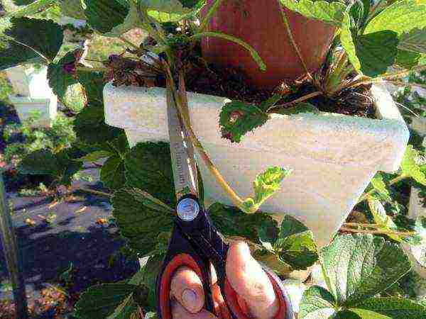 كيف تنمو الفراولة المتبقية على الشرفة