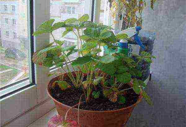 how to grow remontant strawberries on the balcony