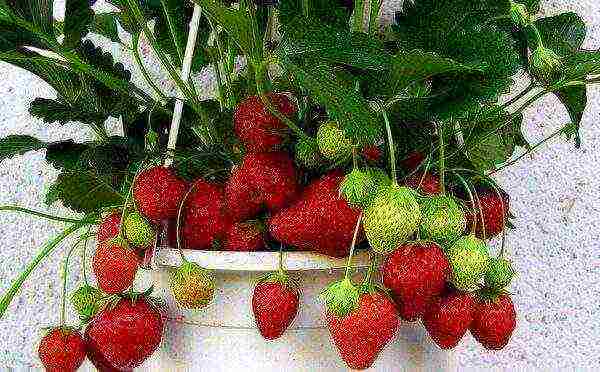 how to grow remontant strawberries on the balcony