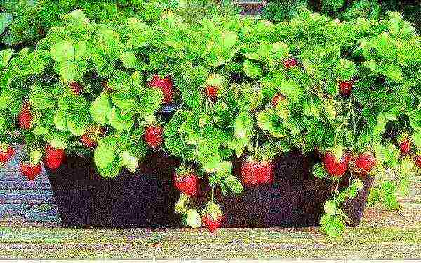 how to grow remontant strawberries on the balcony