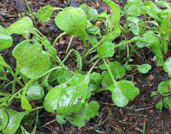 วิธีการปลูก arugula ที่บ้าน