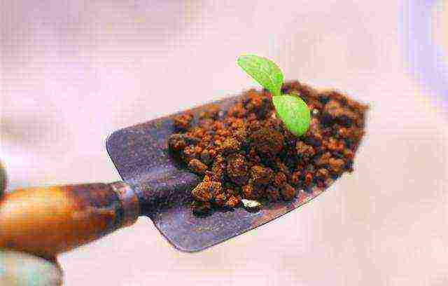 how to grow pepper seeds at home