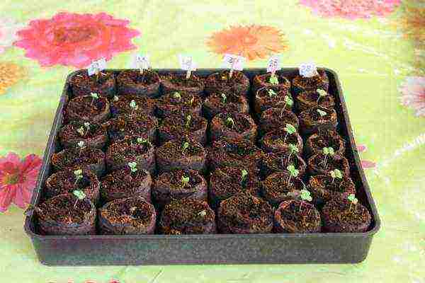 how to grow pepper seeds at home