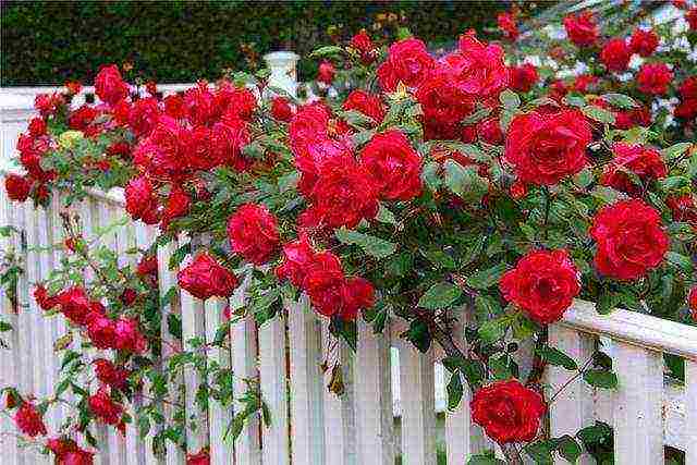 how to grow rose seeds at home