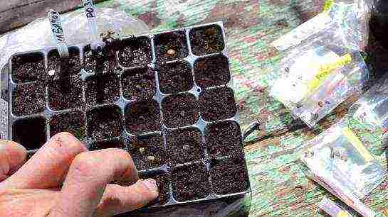 how to grow rose seeds at home