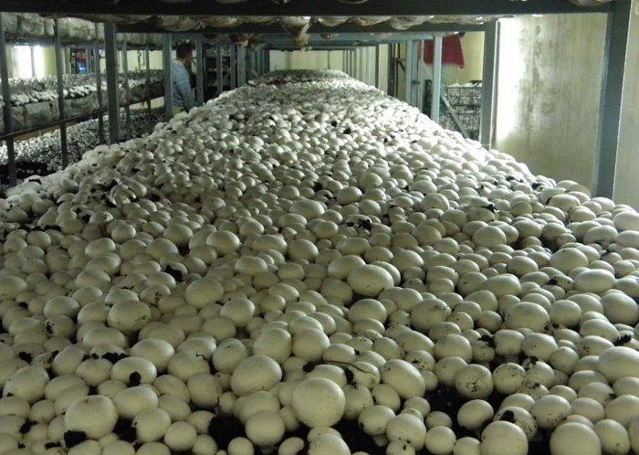 how to grow mushrooms at home as a business