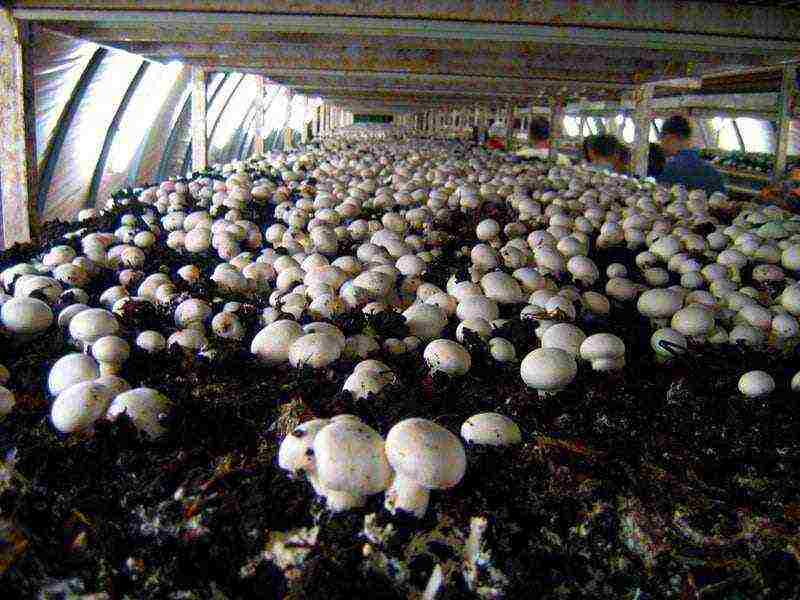 how to grow mushrooms at home as a business