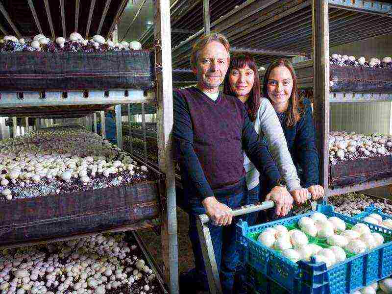 how to grow mushrooms at home as a business