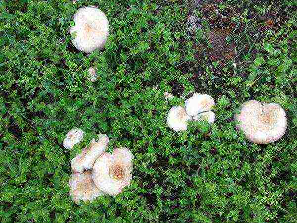 how to grow mushrooms at home in a cellar