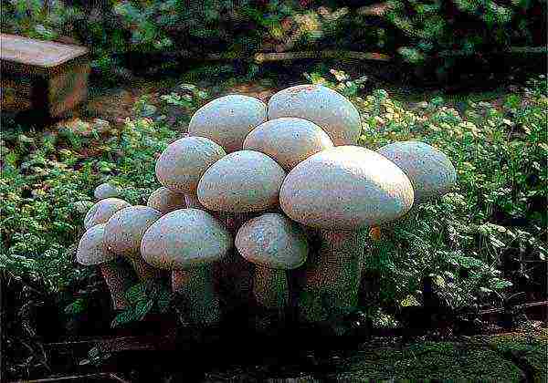 how to grow mushrooms at home in a cellar