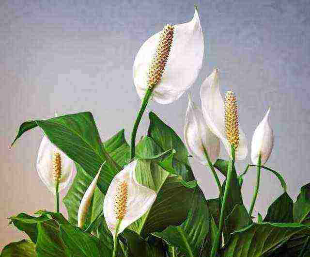 كيف ينمو spathiphyllum في المنزل