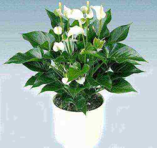 how to grow spathiphyllum at home