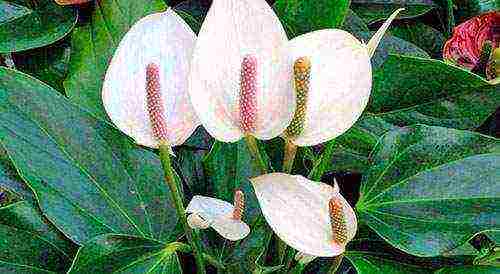 kung paano palaguin ang spathiphyllum sa bahay