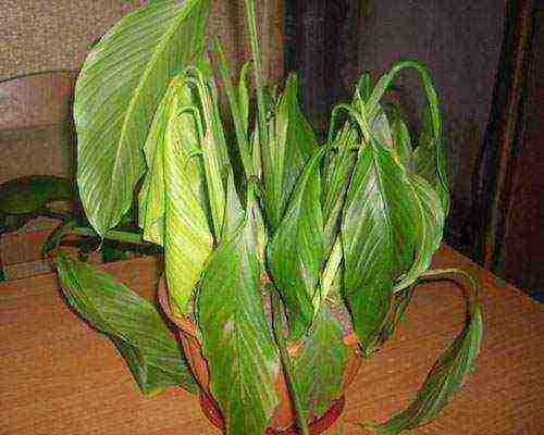 how to grow spathiphyllum at home