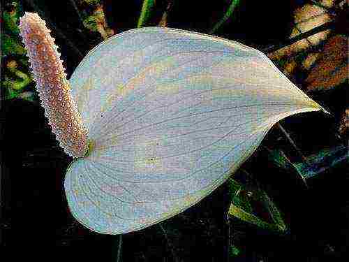 kung paano palaguin ang spathiphyllum sa bahay