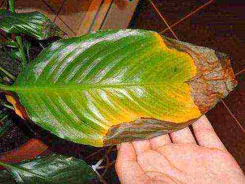 how to grow spathiphyllum at home