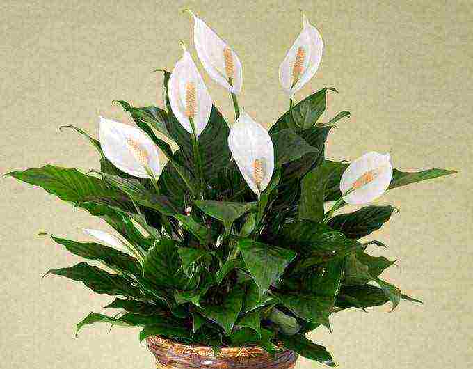 how to grow spathiphyllum at home