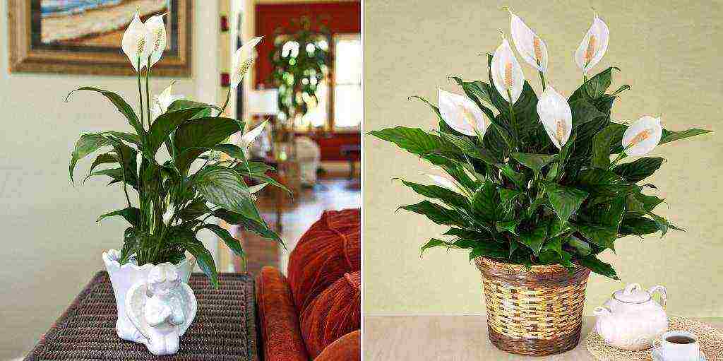 kung paano palaguin ang spathiphyllum sa bahay