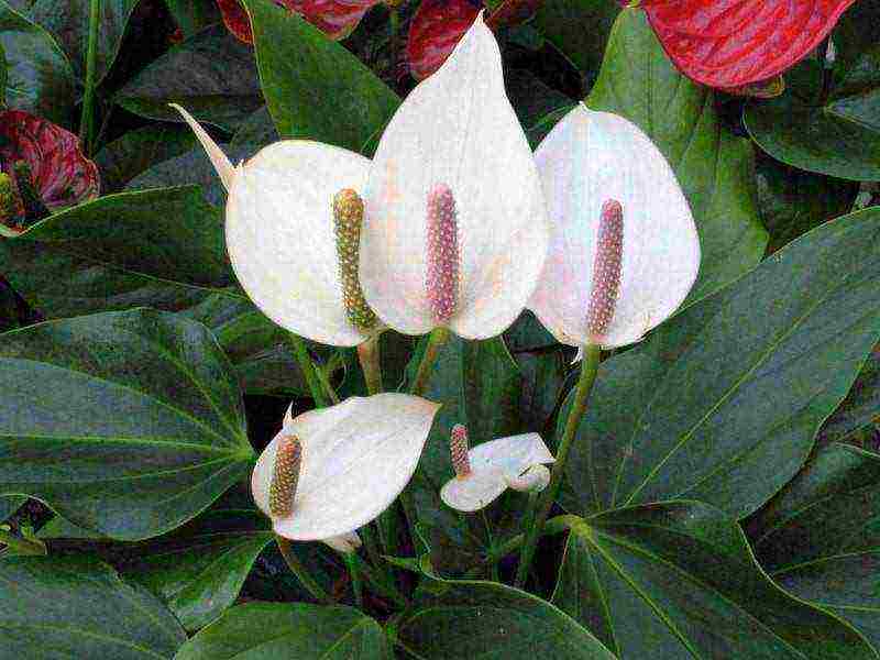 how to grow spathiphyllum at home
