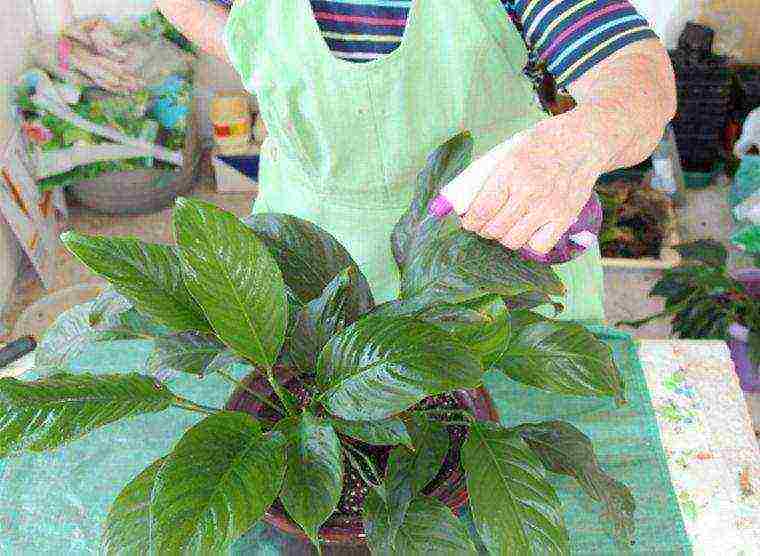 how to grow spathiphyllum at home