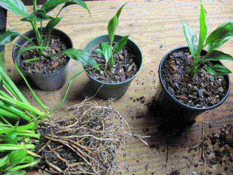 how to grow spathiphyllum at home