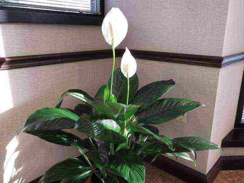 kung paano palaguin ang spathiphyllum sa bahay