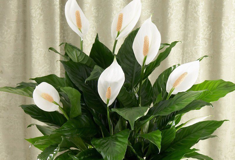 วิธีการปลูก spathiphyllum ที่บ้าน