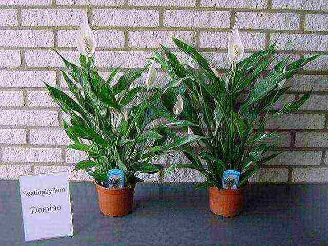 how to grow spathiphyllum at home