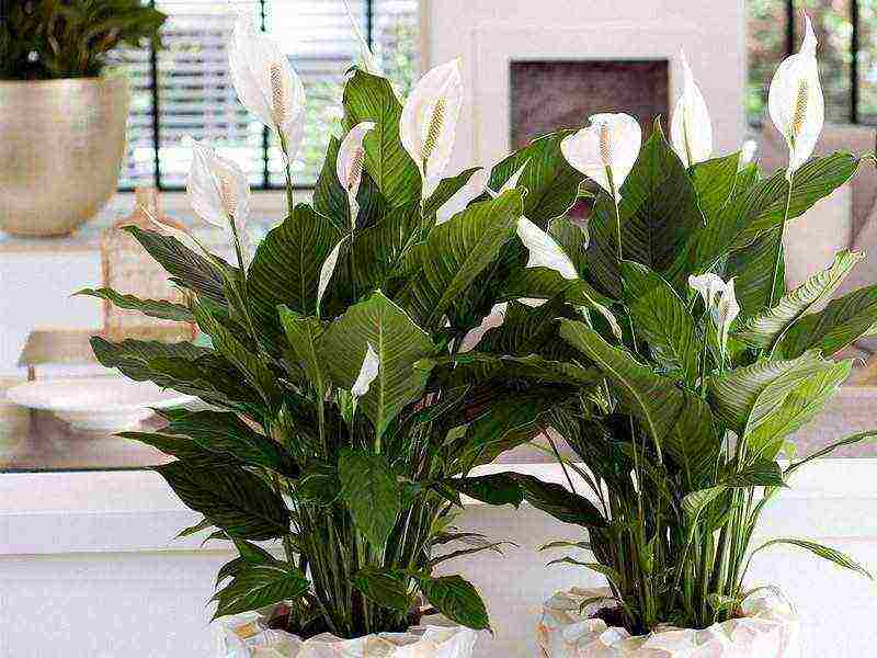 kung paano palaguin ang spathiphyllum sa bahay