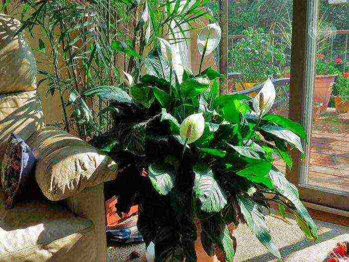 how to grow spathiphyllum at home