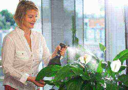 how to grow spathiphyllum at home