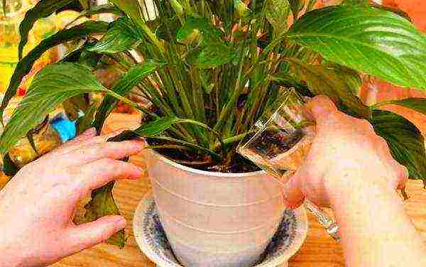 how to grow spathiphyllum at home