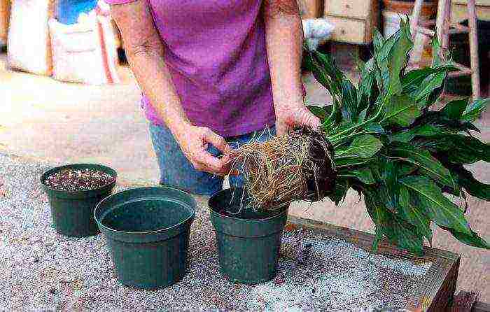 วิธีการปลูก spathiphyllum ที่บ้าน