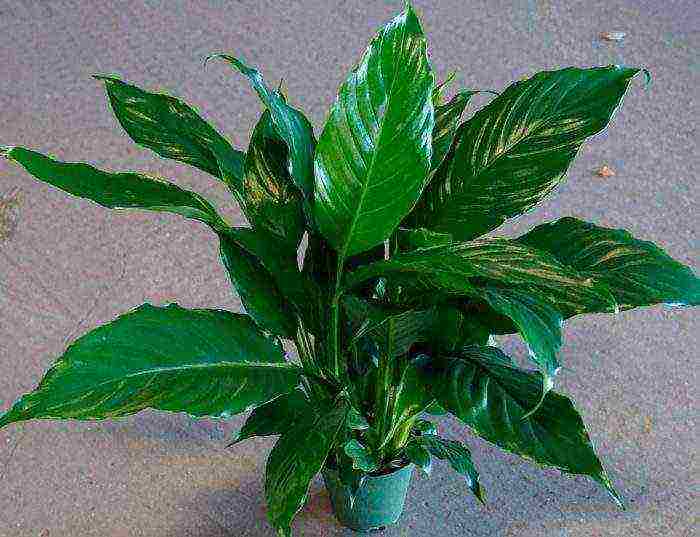 how to grow spathiphyllum at home