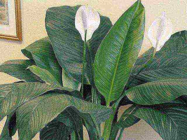 วิธีการปลูก spathiphyllum ที่บ้าน