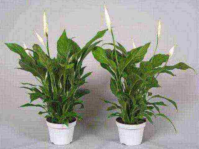 how to grow spathiphyllum at home