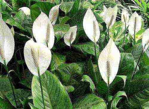 كيف ينمو spathiphyllum في المنزل