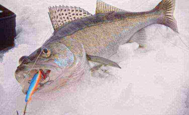 how to grow pike perch at home