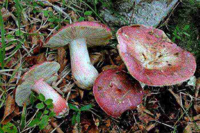 how to grow russula at home