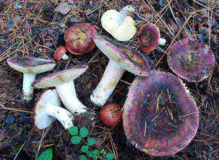 how to grow russula at home