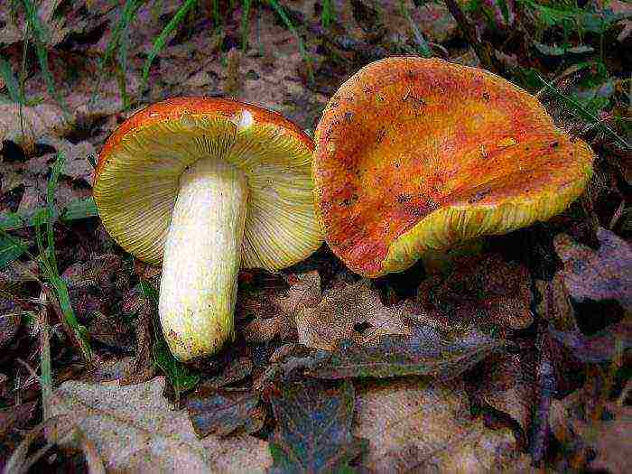 how to grow russula at home