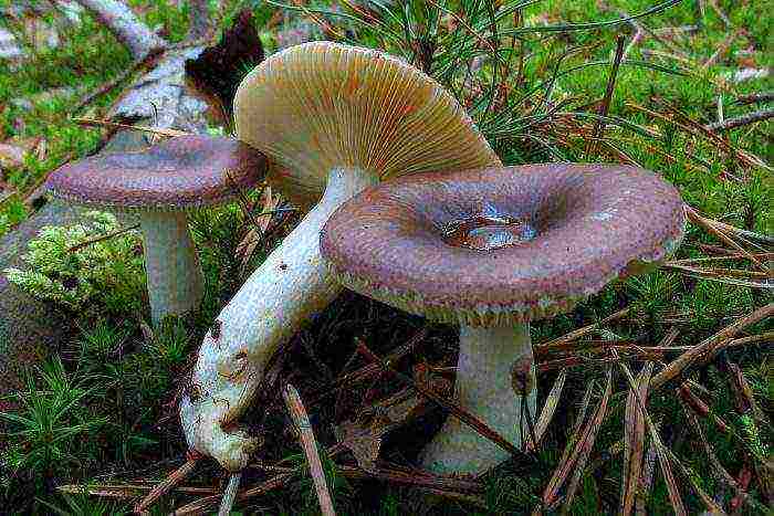 how to grow russula at home