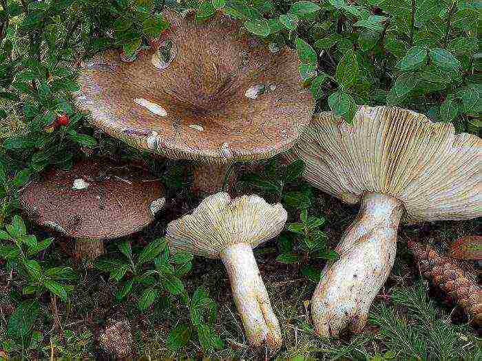 how to grow russula at home