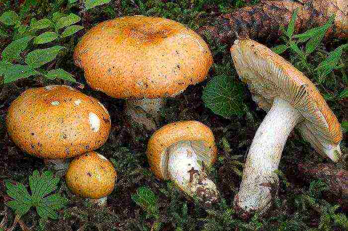 how to grow russula at home