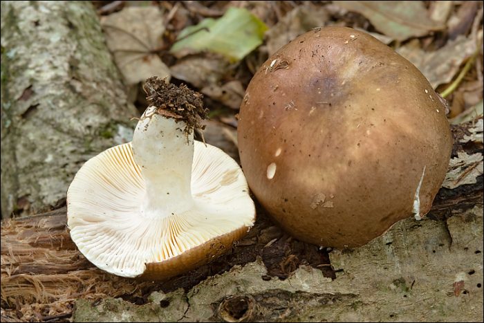 how to grow russula at home