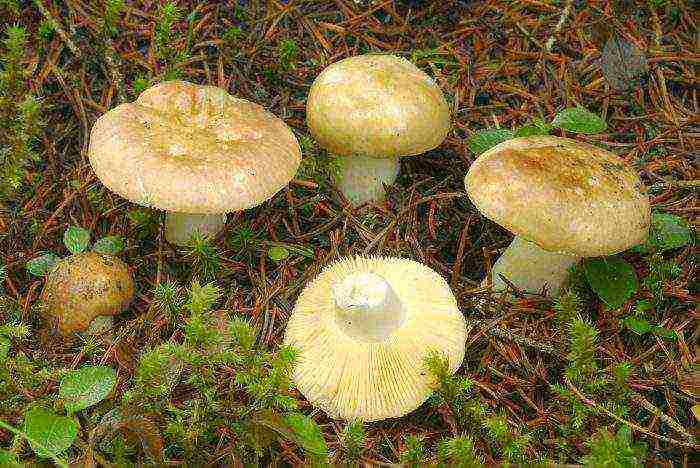 how to grow russula at home